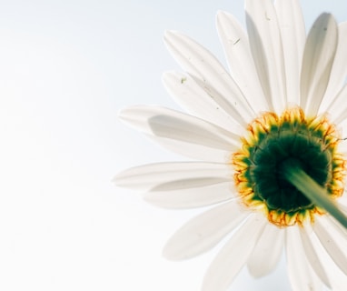 low-angle photo of white daisy