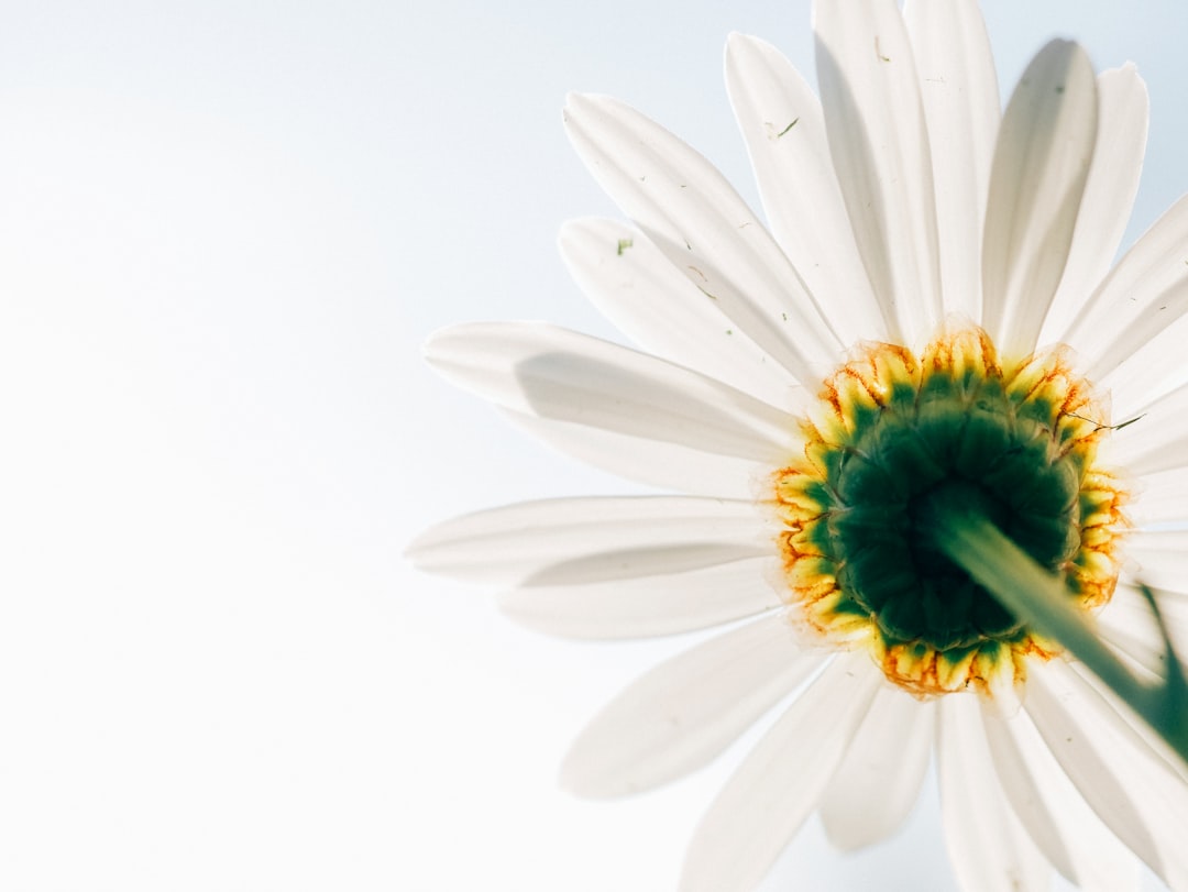 low-angle photo of white daisy, Daisy from below in macro
