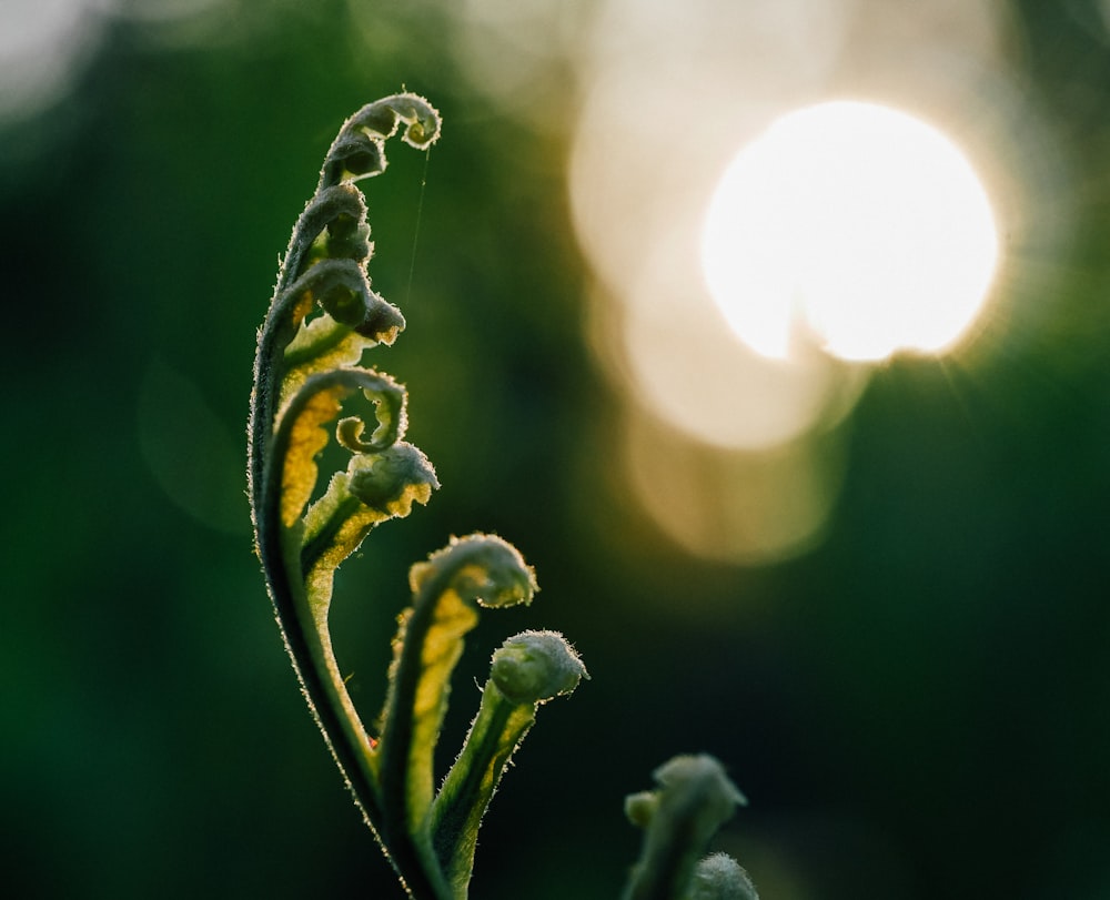 fern plant