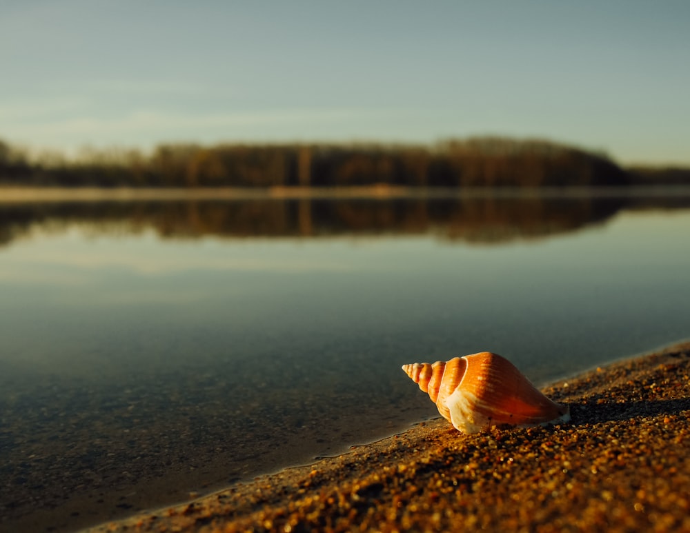 beige and brown seashell near body of water under blue sky