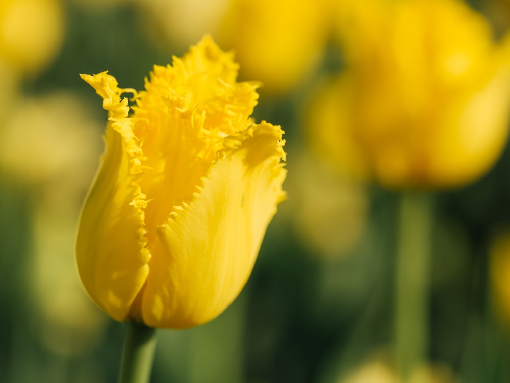 closeup photo of yellow flower