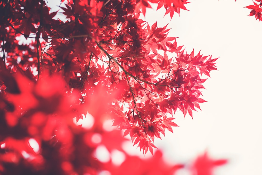 100+ Red Pictures  Download Free Images on Unsplash