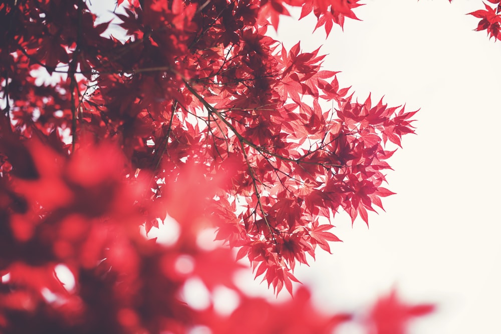 selective focus photography of maple tree