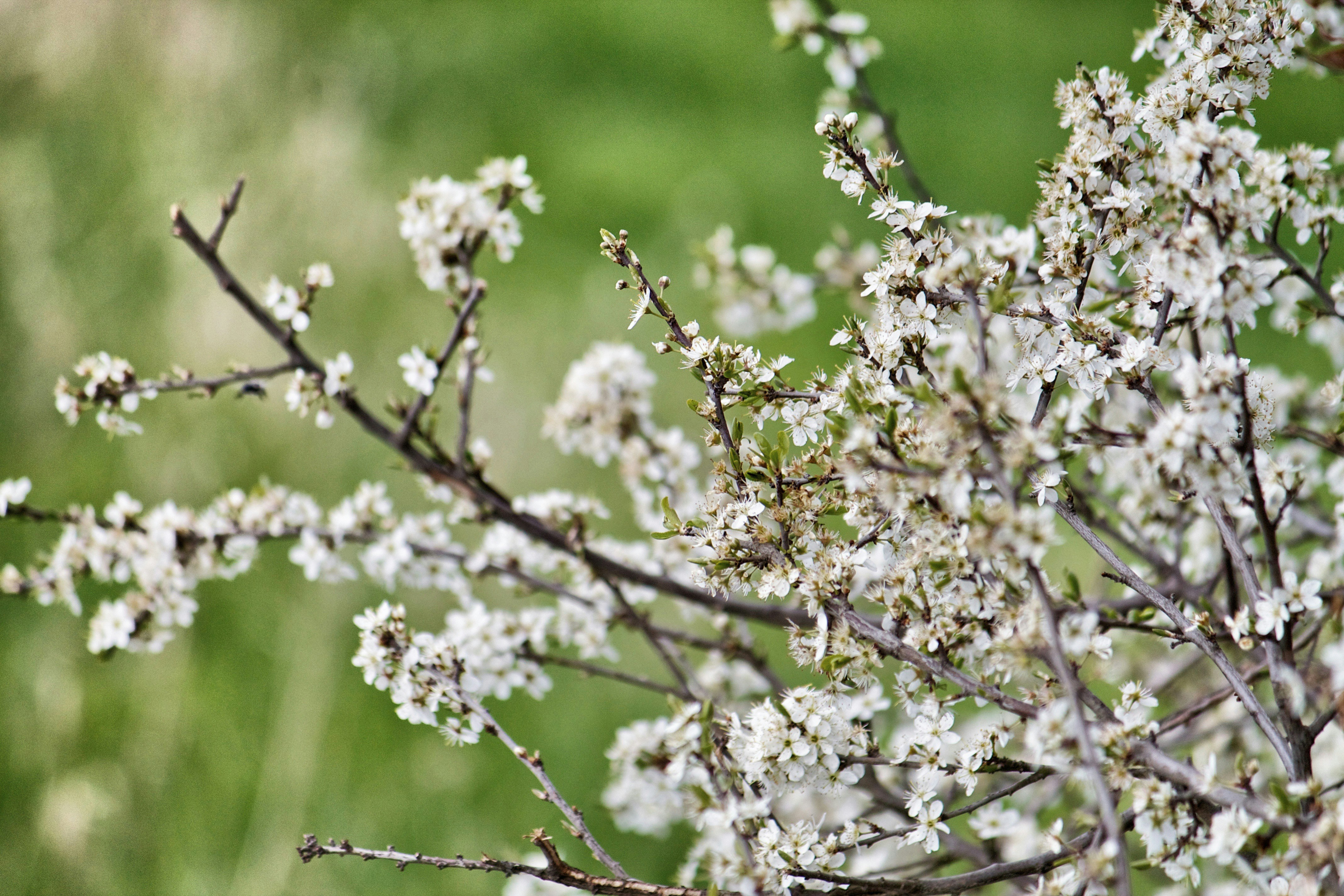 Free Unsplash photo from Nicolai  Dürbaum