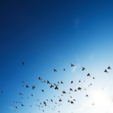 flock of bird flying in sky