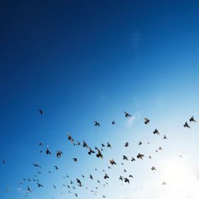 flock of bird flying in sky