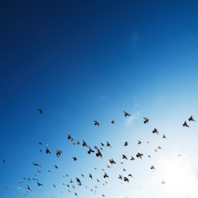 flock of bird flying in sky