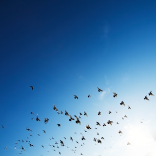 flock of bird flying in sky