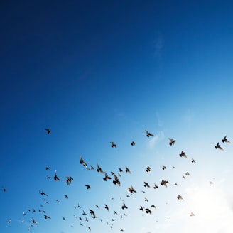 flock of bird flying in sky
