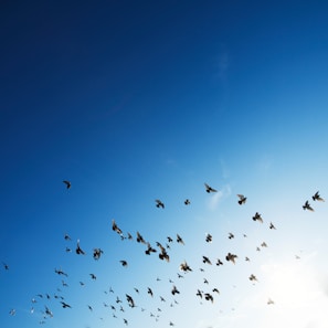flock of bird flying in sky