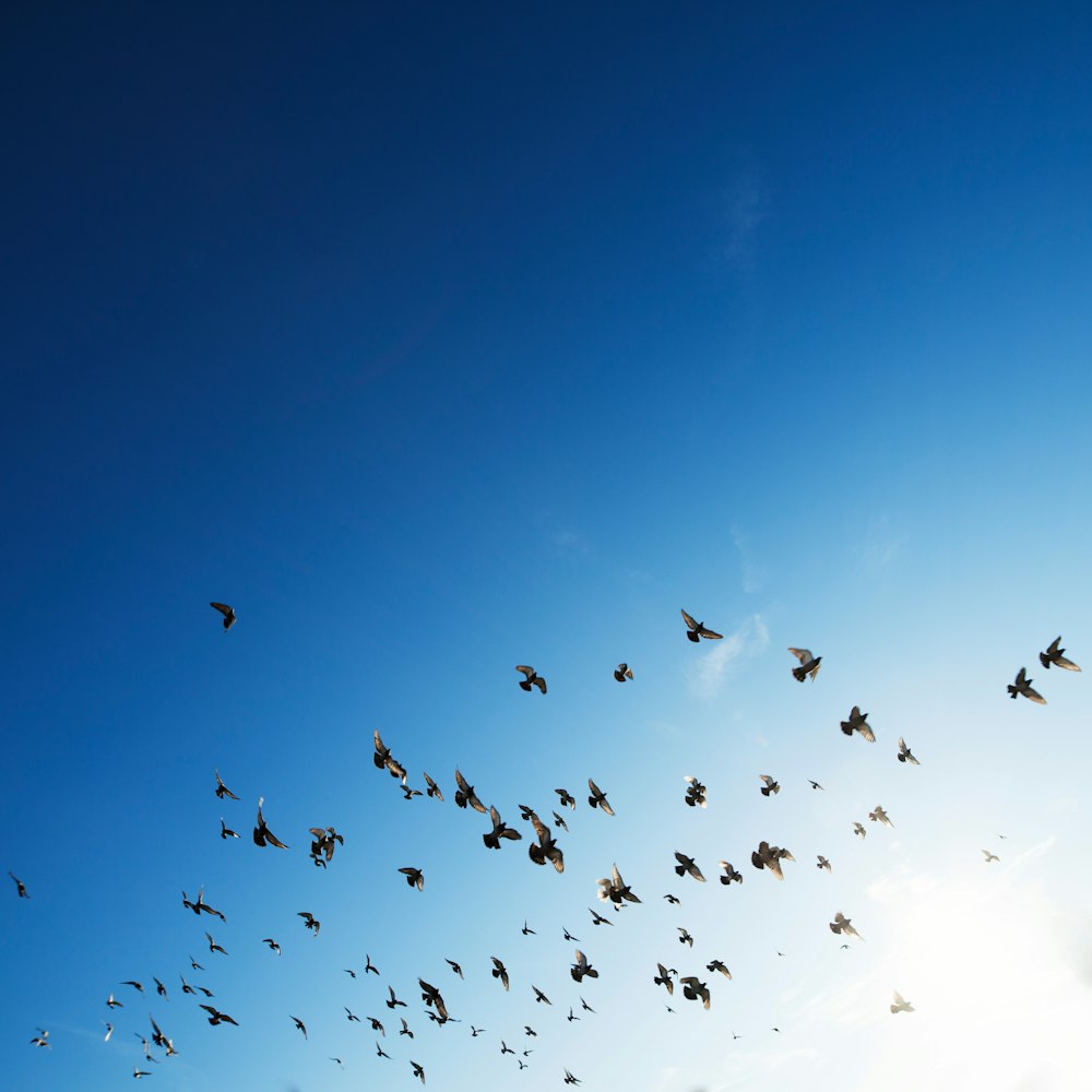 Vogelschwarm, der am Himmel fliegt