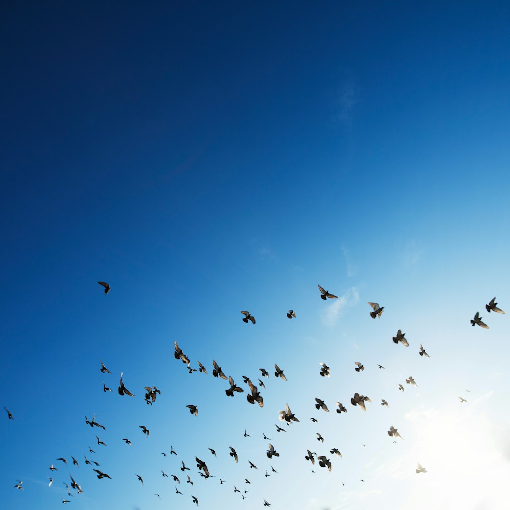 Flock Of Bird Flying In Sky Photo Free Animal Image On Unsplash