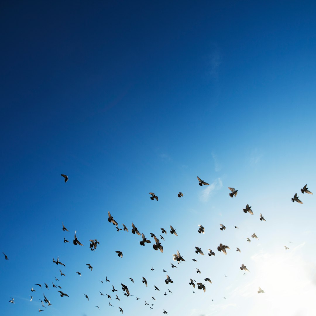 flock of bird flying in sky