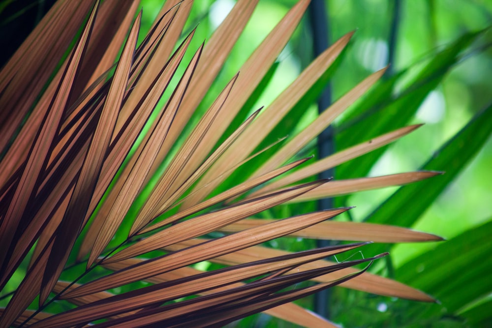 brown and green leaves selective focus photo