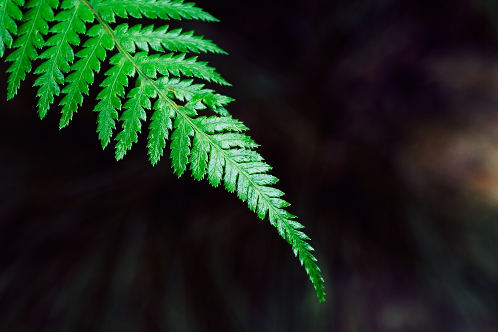 closeup photography of green fern plant
