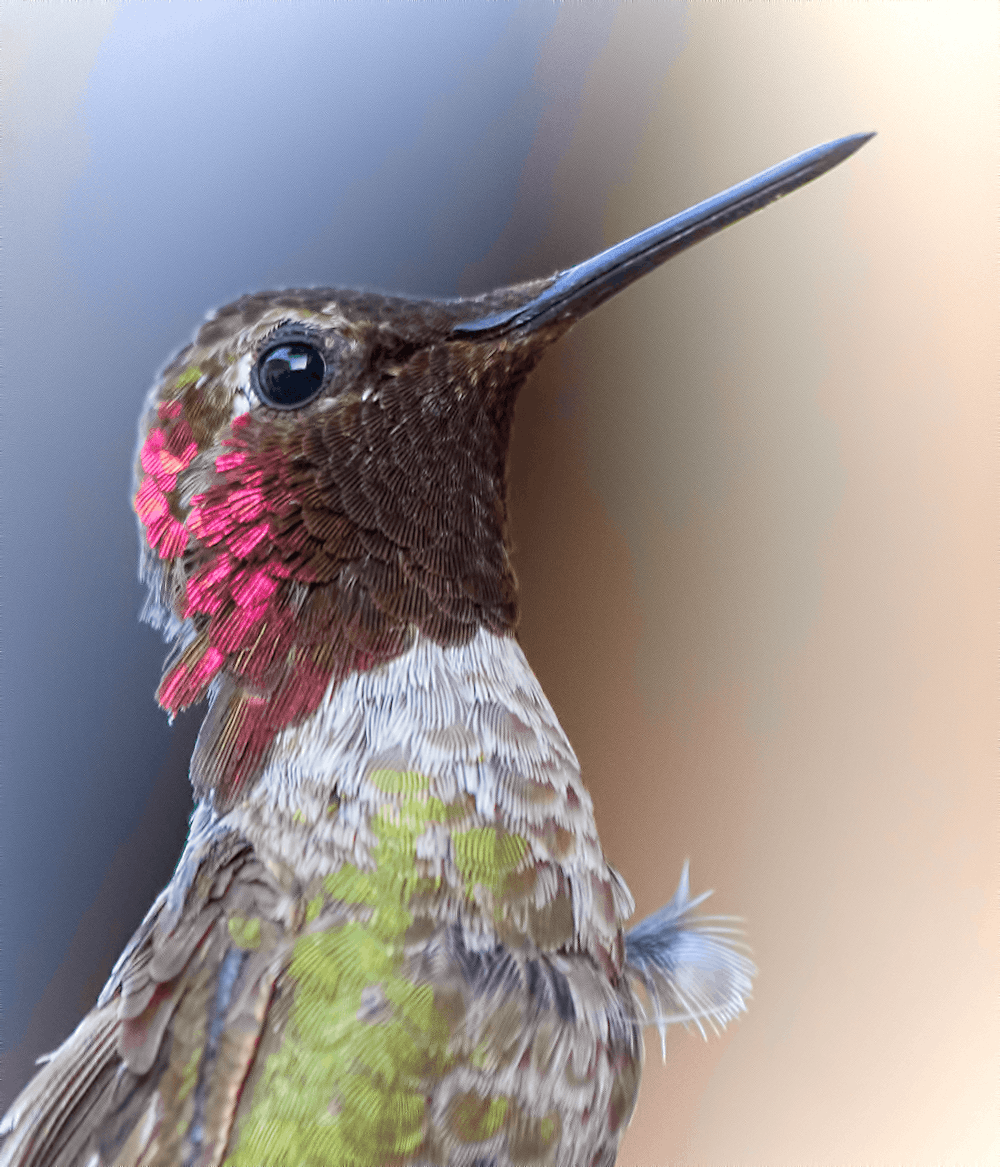 brown, green, and red hummingbird close-up photography