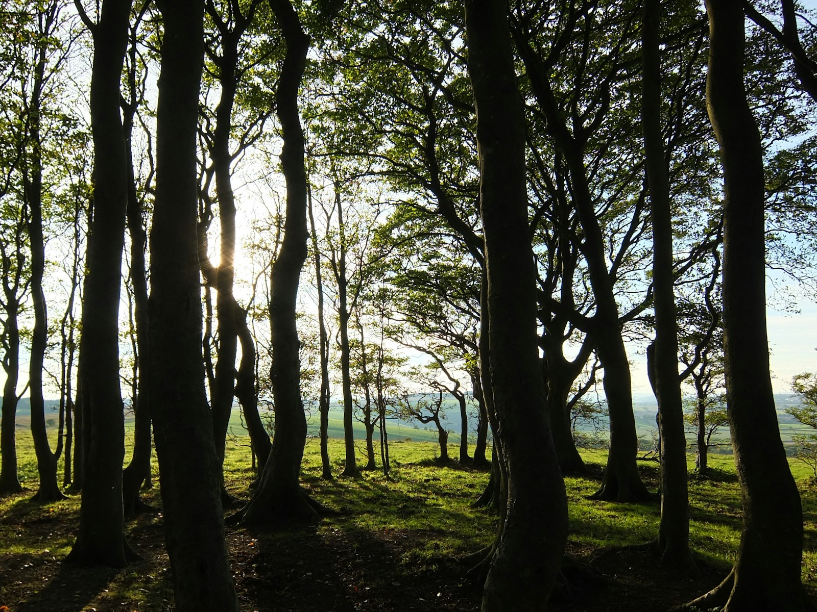 Fujifilm XF1 sample photo. Forest under white sky photography