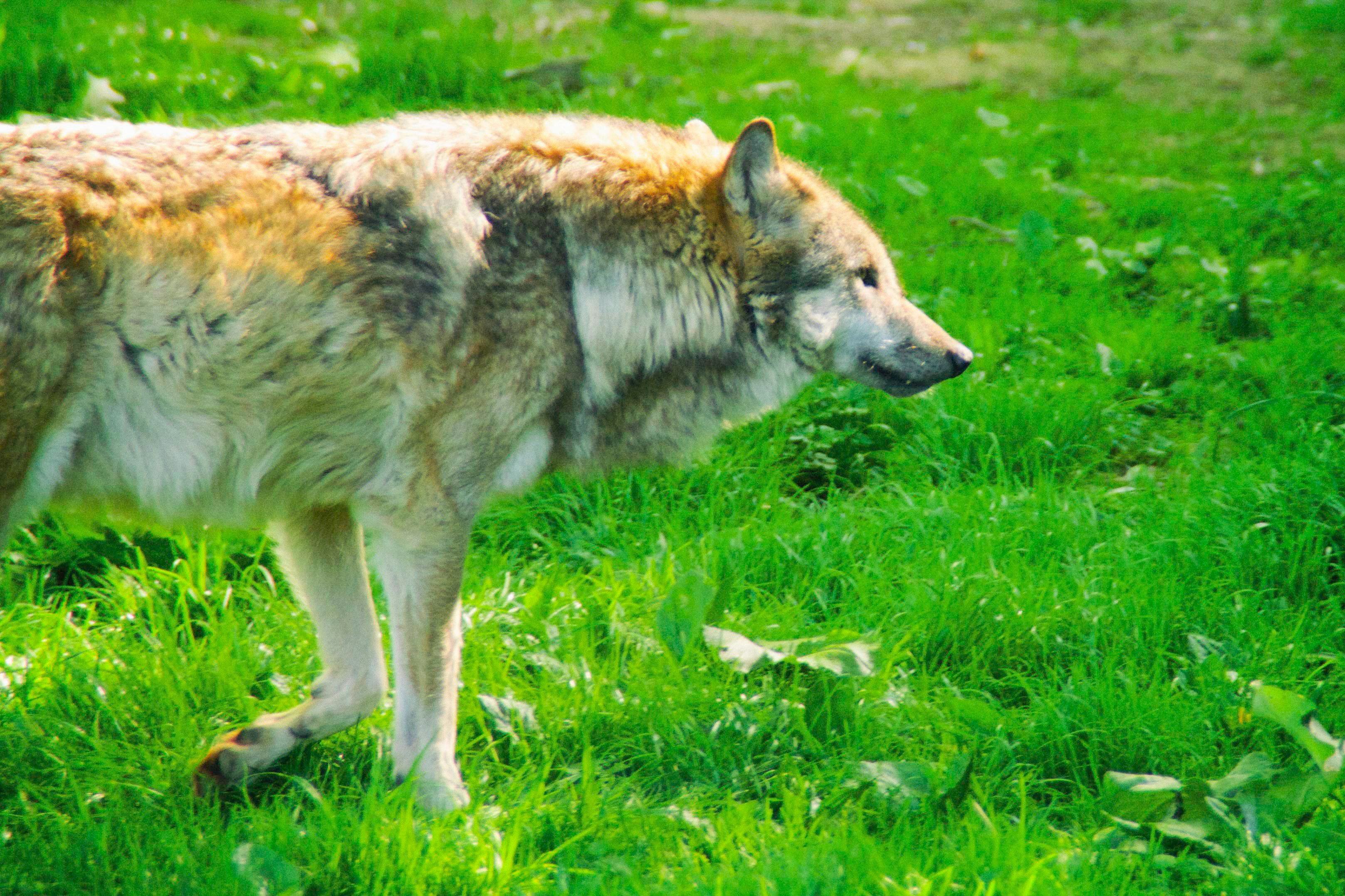 Free Unsplash photo from Nicolai  Dürbaum