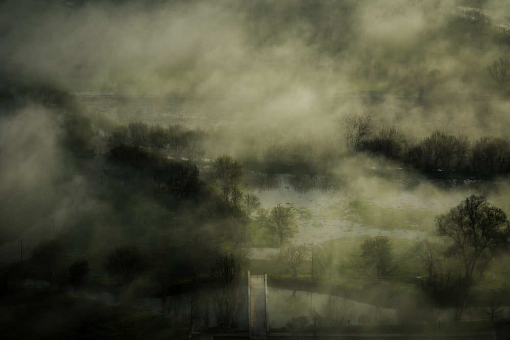 illustrazione di alberi coperti di nebbia