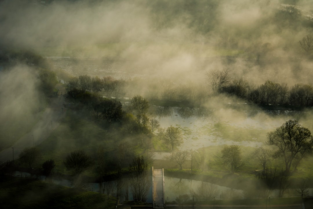 fog covered trees illustration