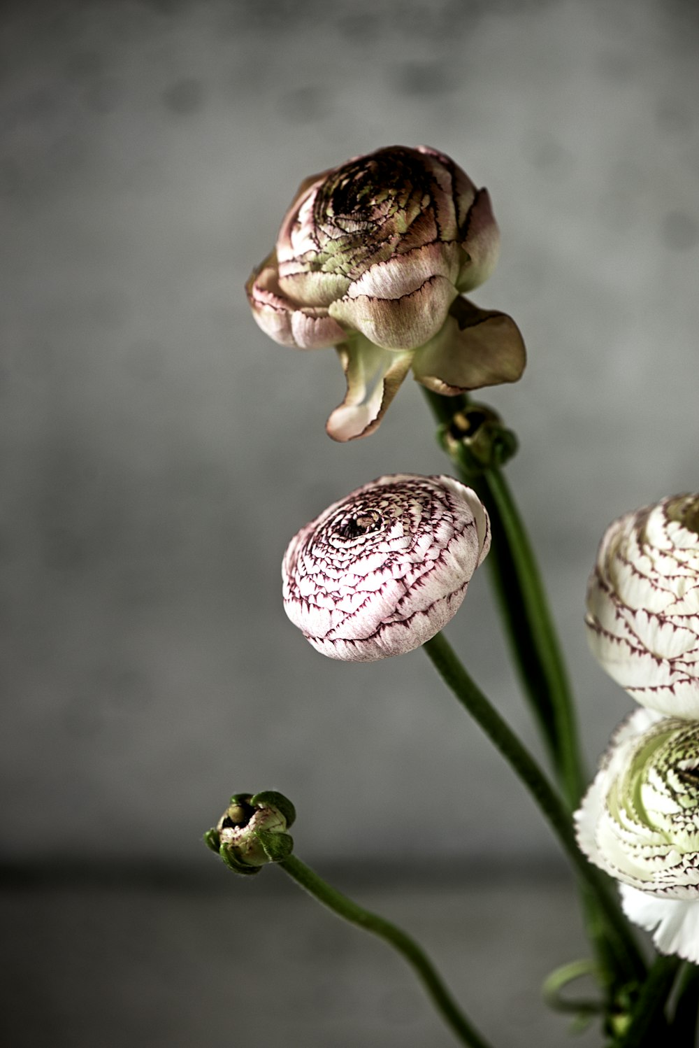 pink and white flower