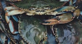 close up photography of crabs