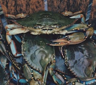 close up photography of crabs