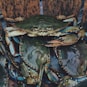 close up photography of crabs