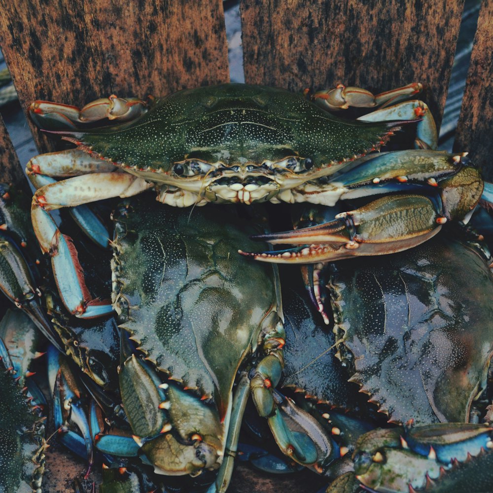 close up photography of crabs