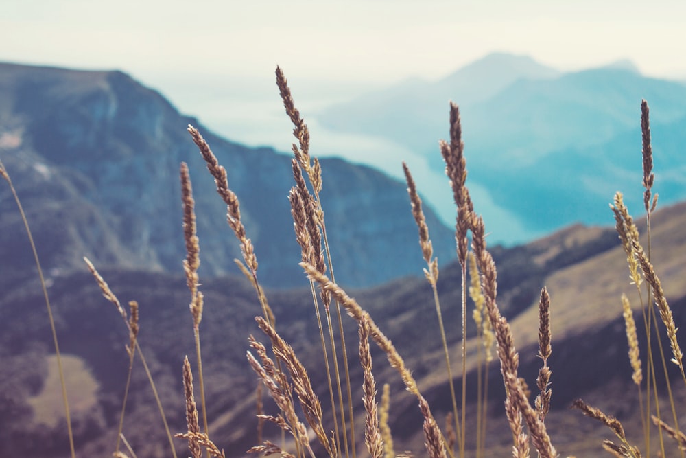 closeup photography of grass