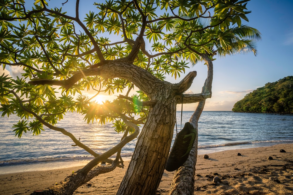 arbre vert sur le bord de mer près de la plage pendant la journée