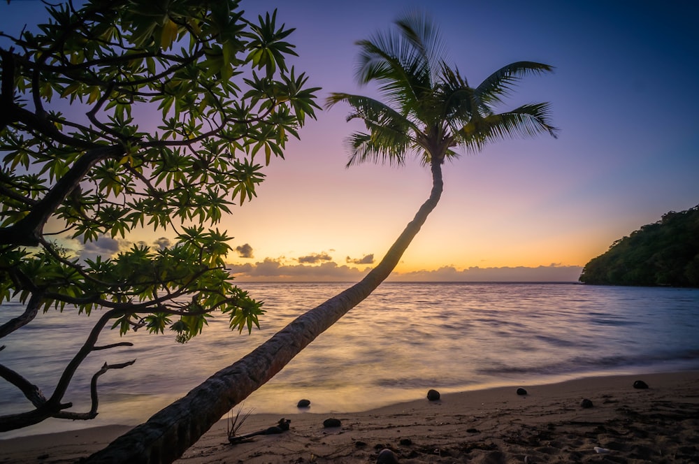낮 동안 해변의 코코넛 나무 사진