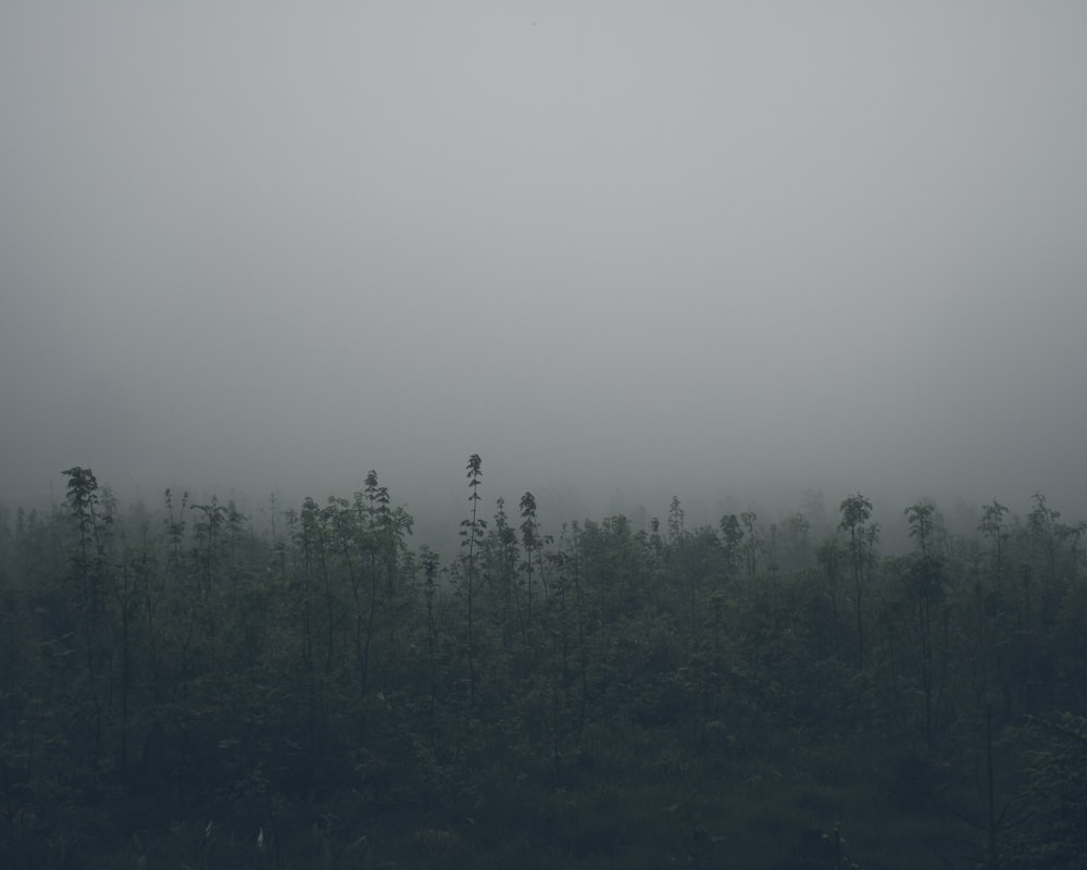 landscape photography of green leaf trees under cloudy sky