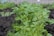 A close-up of vibrant green plants with a farmer applying fertilizer in the background.