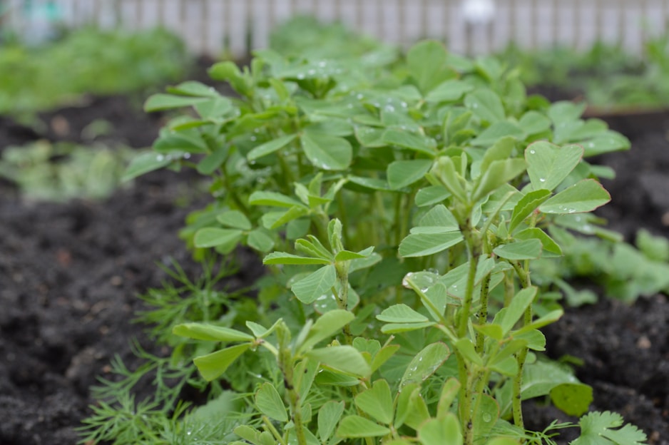A close-up of young, green plants growing in a garden. The leaves are vibrant and fresh, with small droplets of water visible on them. The soil appears rich and dark, indicating healthy growing conditions, and a fence is slightly blurred in the background.