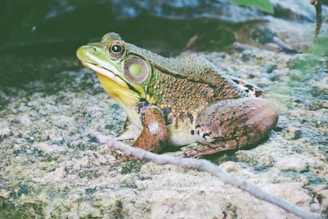 A frog with vibrant green skin and brown markings sits on a textured, rocky surface. Its eyes are wide open and prominent, with a noticeable round, dark center. The frog's underside is a lighter, yellowish hue, and it appears to be in a natural, outdoor setting with hints of foliage in the background.
