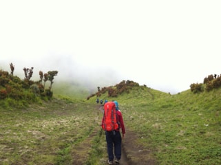 A hiker with a bright red backpack walks along a grassy trail flanked by low shrubs, leading towards a foggy hillside. The vegetation on either side of the path is lush and green, while patches of mist partially obscure the distant landscape. Other hikers are visible further along the trail, creating a sense of an adventurous journey.