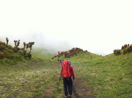 A hiker with a bright red backpack walks along a grassy trail flanked by low shrubs, leading towards a foggy hillside. The vegetation on either side of the path is lush and green, while patches of mist partially obscure the distant landscape. Other hikers are visible further along the trail, creating a sense of an adventurous journey.
