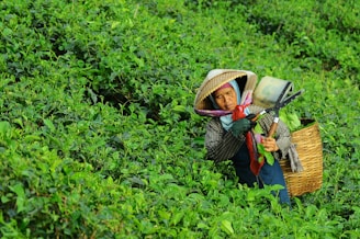 woman harvesting leaves from field