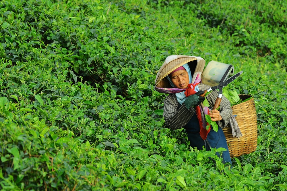 畑の落ち葉を収穫する女性