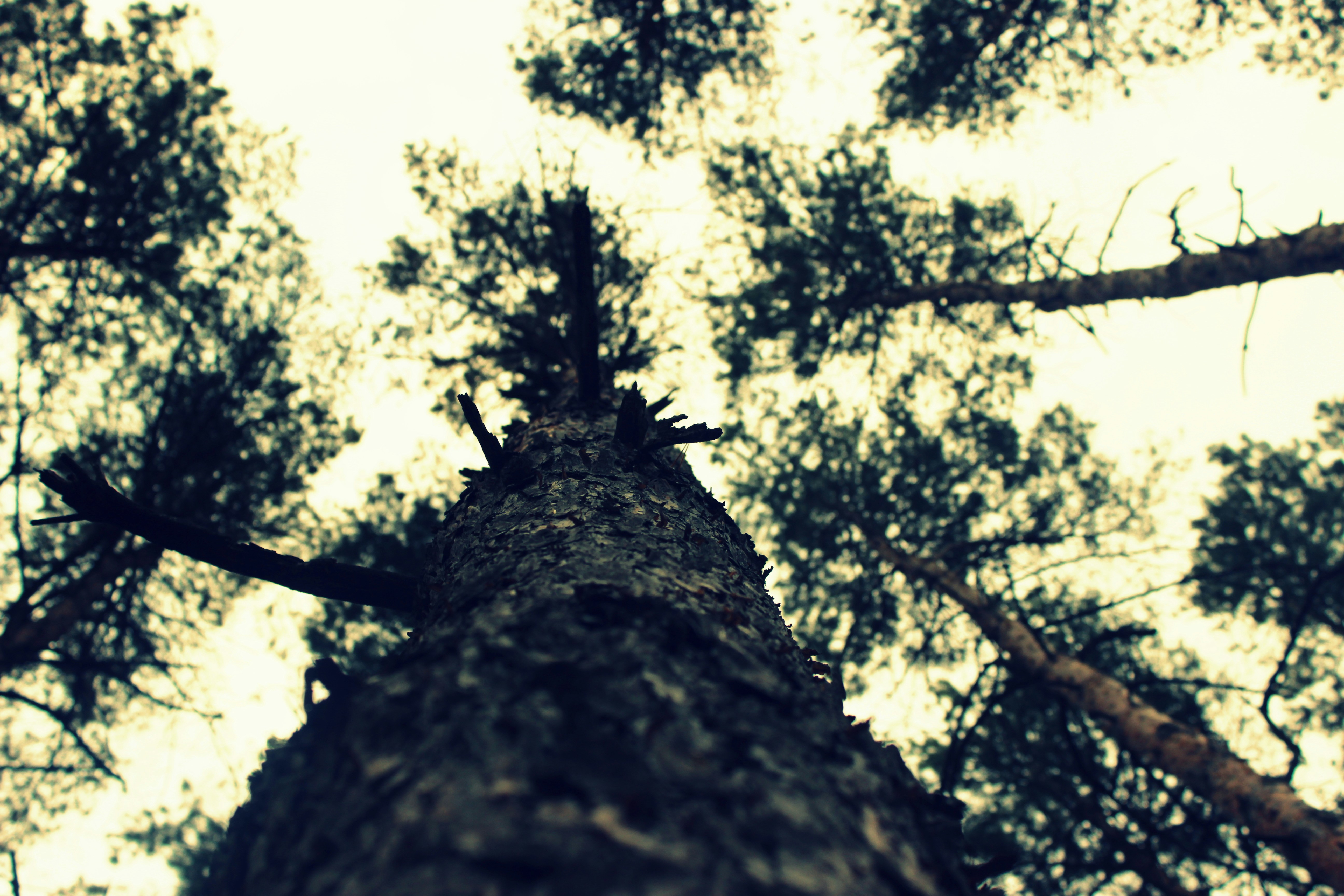 Free Unsplash photo from Nicholas Ptashyts