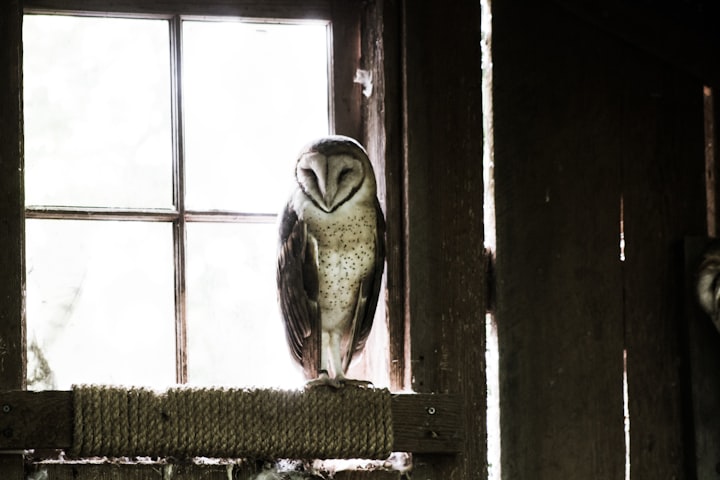 An Owl Urban Legend