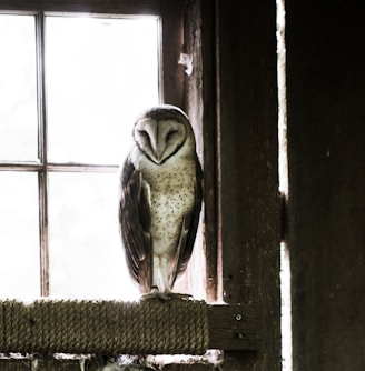 grey and black barn owl near glass window during daytime