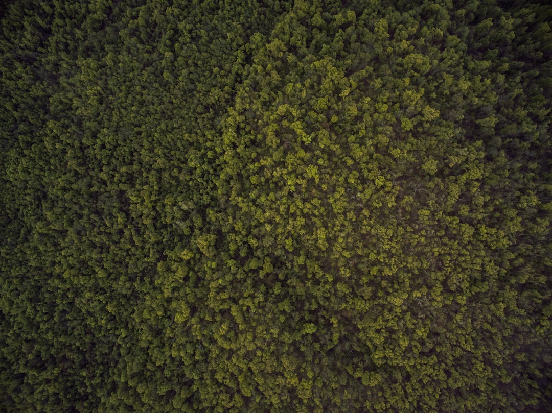 bird's-eye view photo of trees