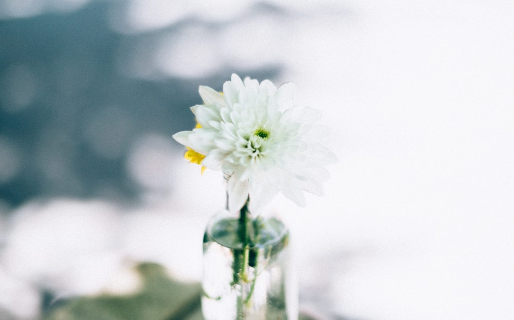 flor branca no vaso de vidro transparente