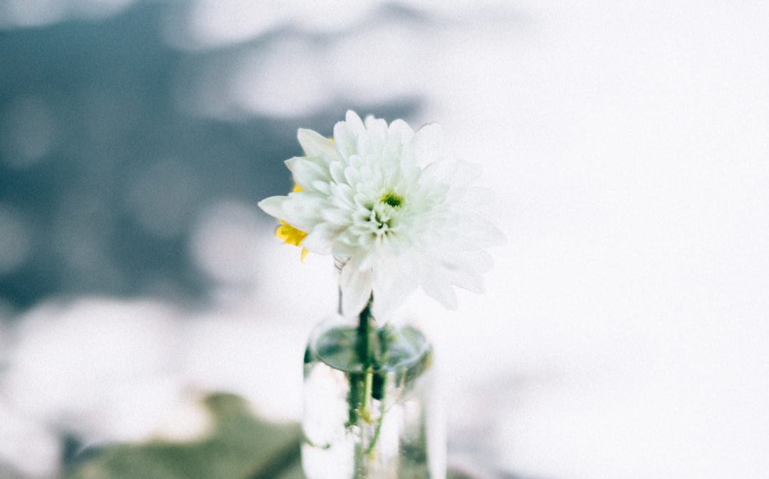 white flower in clear glass vase