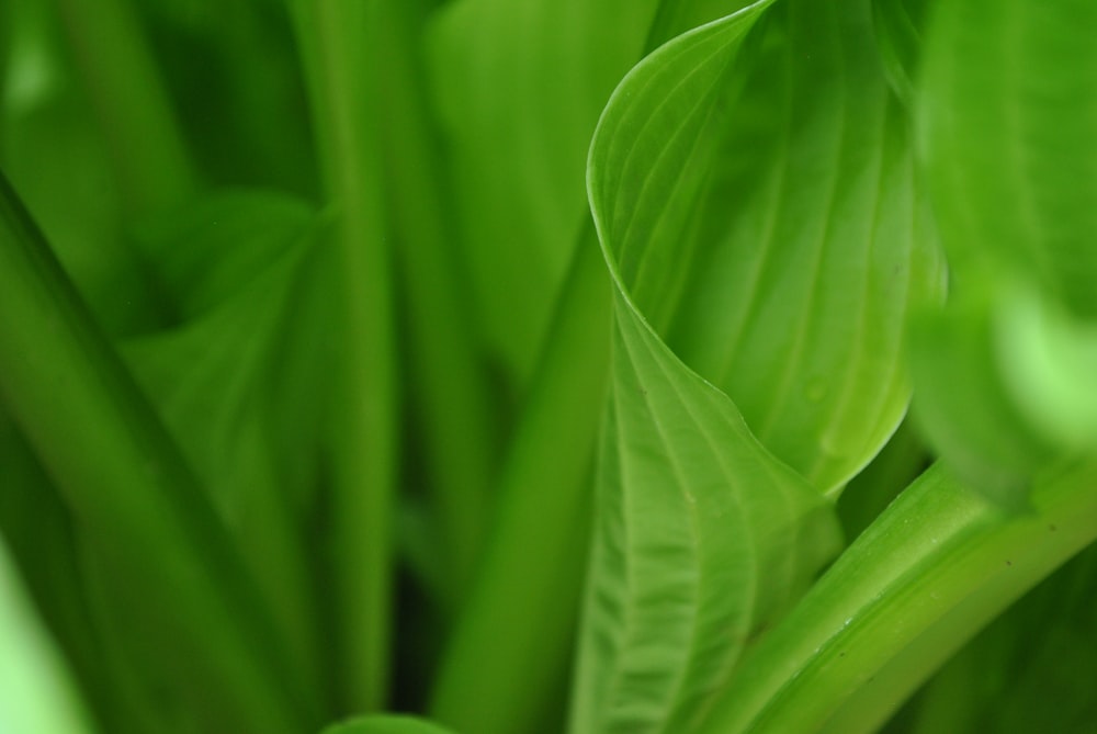 Hojas verdes en la fotografía macro