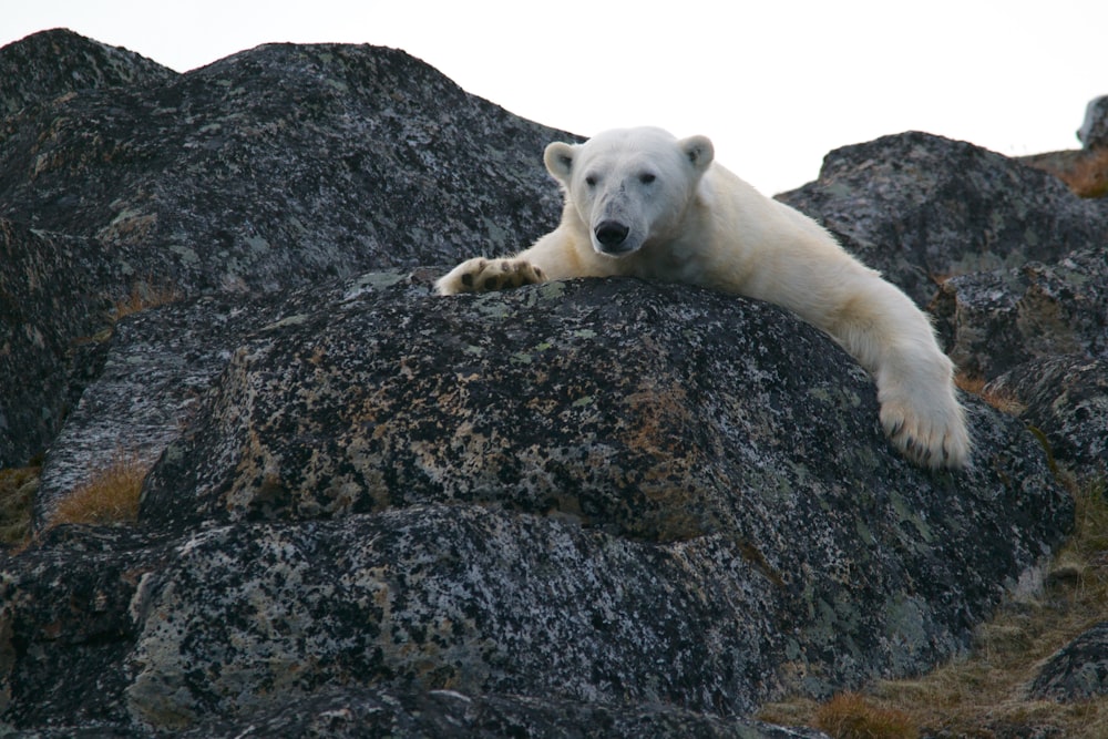 white bear on black rocks during daytime