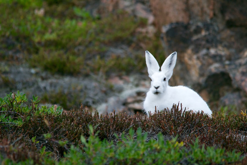 Weißes Kaninchen auf grünem Grasfeld