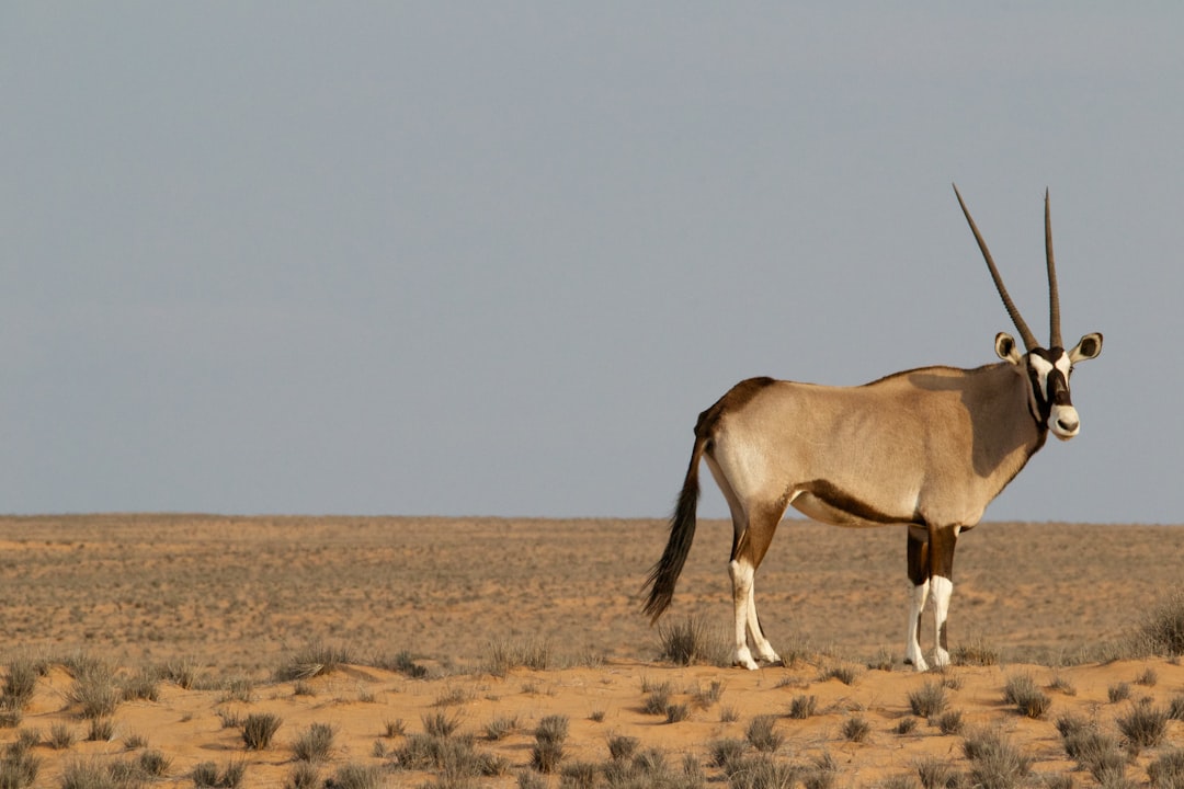 Wildlife in the Desert